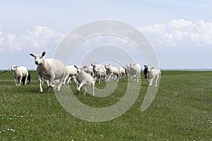 Cute little lambs and sheep on a dike in fresh spring green meadow in the sun