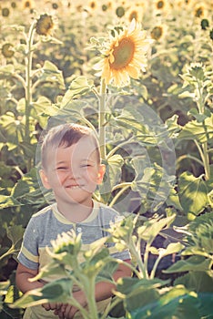 Cute little laughing boy in a field of sunflowers. A happy, carefree childhood. A sunny summer evening. The golden hour.