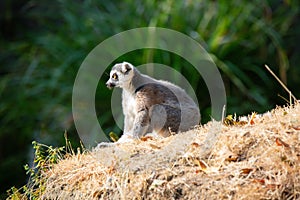 Adorable small lemur atop a cluster of dried grasses