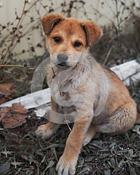 Cute little light red puppy mongrel breed sits in grass and tastes it. Take dog from shelter and give it happy life. Waiting for