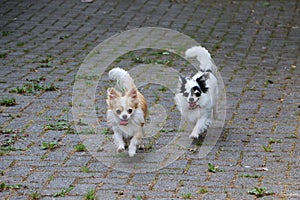 2 cute little long-haired chihuahuas are running on the garage entrance and having fun