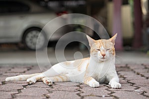 A cute little male cat waiting and sitting in front of the door.