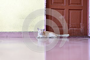 A cute little male cat waiting and sitting in front of the door.