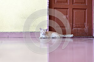 A cute little male cat waiting and sitting in front of the door.