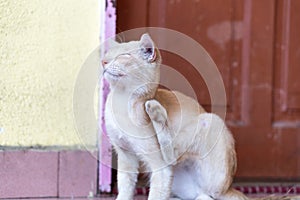 A cute little male cat waiting and sitting in front of the door.