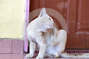 A cute little male cat waiting and sitting in front of the door.