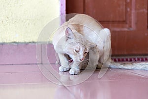 A cute little male cat waiting and sitting in front of the door.