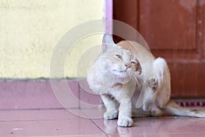 A cute little male cat waiting and sitting in front of the door.