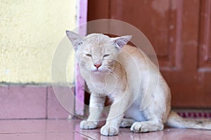 A cute little male cat waiting and sitting in front of the door.