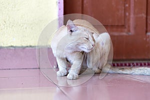 A cute little male cat waiting and sitting in front of the door.