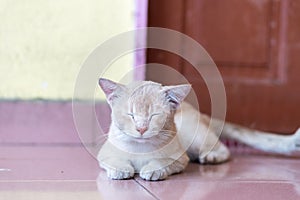 A cute little male cat waiting and sitting in front of the door.