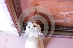 A cute little male cat waiting and sitting in front of the door with grumpy face