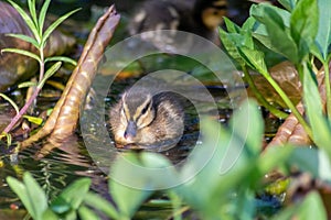 Cute little mallard duck on a trip through lakes and meadows with the mallard duck family as baby bird and little biddy photo