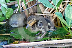 Cute little mallard duck on a trip through lakes and meadows with the mallard duck family as baby bird and little biddy photo