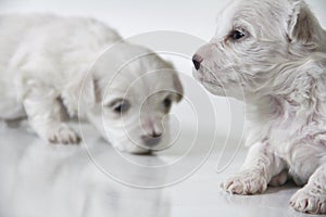 Cute little maltese puppies