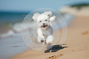 Cute little Maltese puppy running on the beach in summer