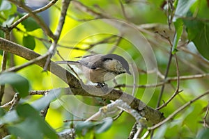 Cute little Marsh tit bird perching on tree branch during Autumn