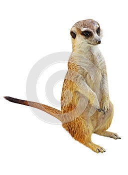 A cute little Meerkat sitting for a portrait