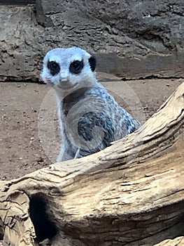 Cute little meerkat standing by log