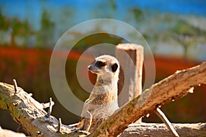 Cute little meerkat standing on wood at the zoo
