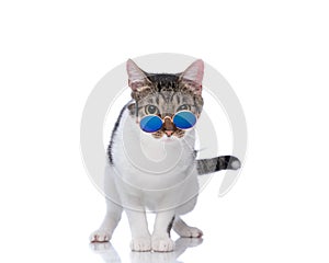cute little metis cat looking over retro sunglasses and standing up