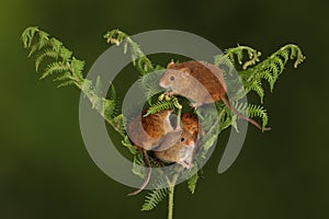 Cute little mice playing on a fern