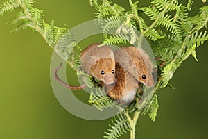 Cute little mice playing on a fern