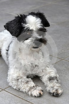 Cute little mongrel dog with big astonished eyes