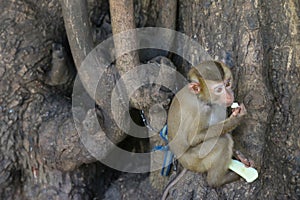 Cute little monkey being chained to tree holding nibbling fresh