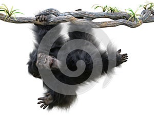 Cute little monkey hanging from a tree limb waving toward the camera on a white background.