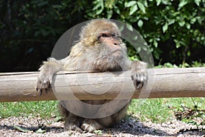 Monkeys / Singes photo