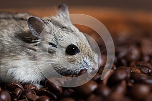 Cute little mouse sitting alongside a coffee beans