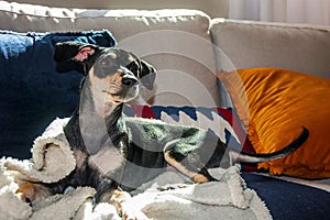 Cute little mutt dog standing on couch