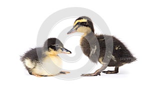 Cute little newborn fluffy duckling. One young duck isolated on a background