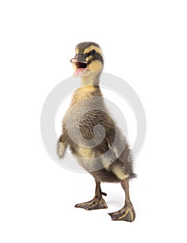 Cute little newborn fluffy duckling. One young duck isolated on a white
