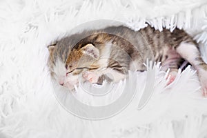 Cute little newborn kitten lies on a white fluffy blanket. Pets