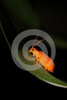 cute little orange bug on green leaf