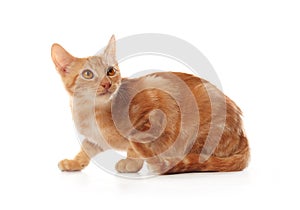 Cute little orange tabby kitten, isolated on white