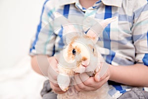 Cute little orange and white color bunny with big ears. rabbit in boy hands. close up - animals and pets concept.