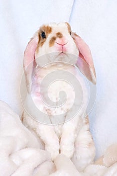 Cute little orange and white color bunny with big ears. rabbit on white background - animals and pets concept.