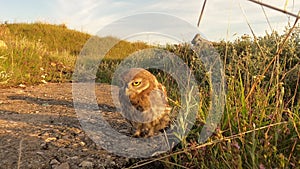 A cute little owl eats near its hole in the concrete and runs away from the frame.. Athene noctua