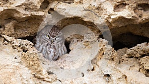 A cute Little Owl looking out from its hole in a wall. Athene noctua