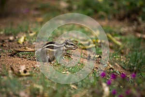 Cute little palm Squirrel or Rodent or also known as Chipmunk, on the ground