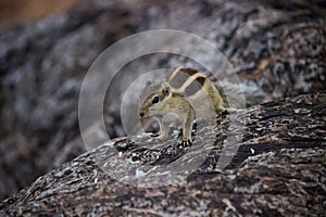 Cute little palm Squirrel or Rodent or also known as Chipmunk, on the tree trunk in a soft blurry beautiful background