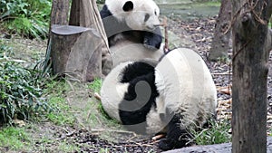 Cute Little Panda , Chengdu, China
