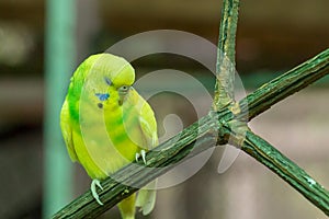 Cute little parrot budgerigar Melopsittacus undulatus lemon sleeping on a branch close-up portrait of a bright bird