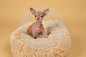 Cute little pedigreed dog relaxing on bed