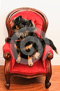 Cute little Pekingese Chihuahua dog on fancy miniature chair