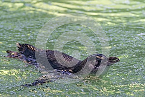 Cute little penguin swims at Penguin Island, Rockingham, Western Australia