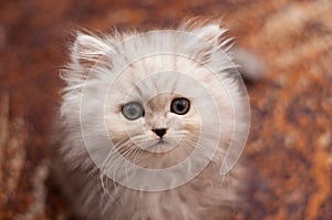 Cute little Persian kitten close up